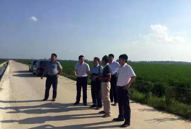 公司领导考察优质稻米病虫草无公害防控效果