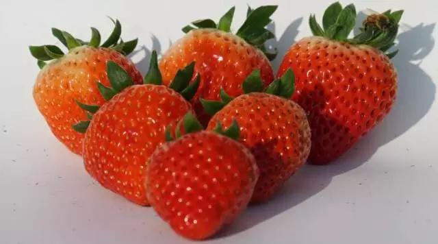 "院士"将助力草莓健康栽培模式发展